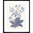 Bluebell #02 Print