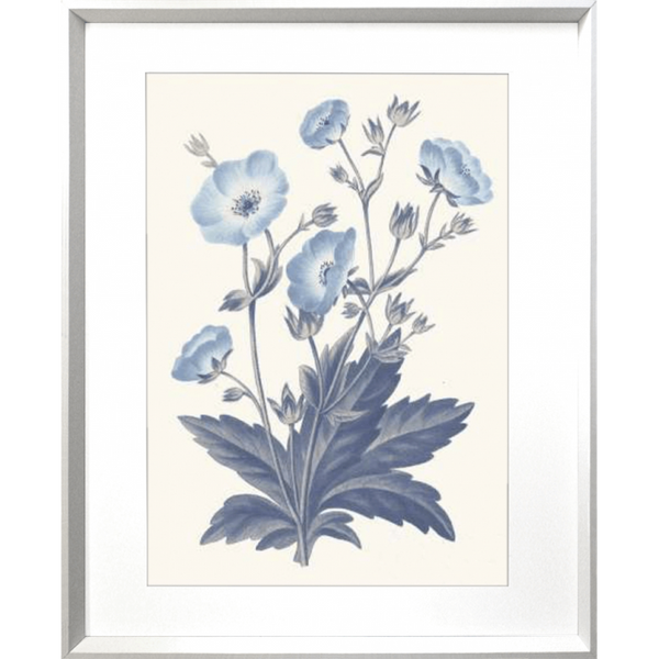 Bluebell #02 Print