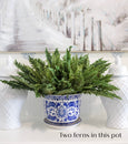 Boston Fern 45cm