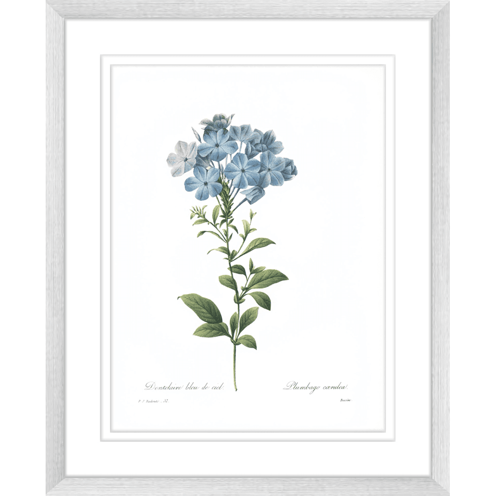 Botanical #01 Print