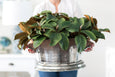 Oval Wine Tub 48cm