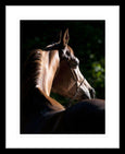 Austin Horses #11