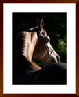 Austin Horses #11