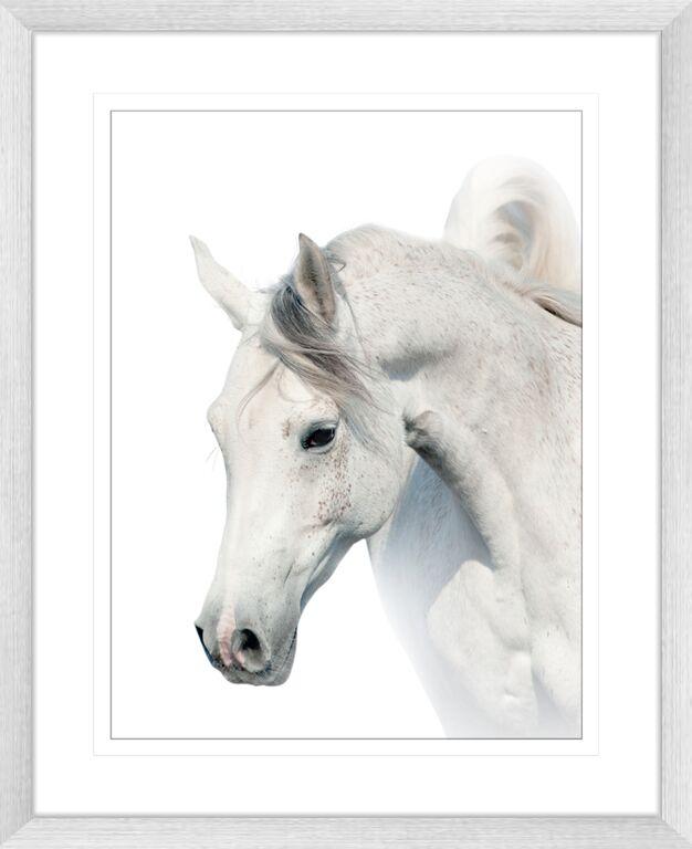 Austin Horses #12