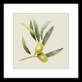 Olive Grove 01