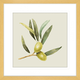 Olive Grove 01