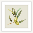 Olive Grove 01