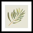 Olive Grove 02