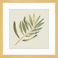 Olive Grove 02
