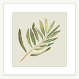Olive Grove 02