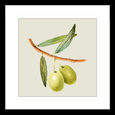 Olive Grove 03