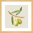 Olive Grove 03