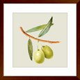 Olive Grove 03
