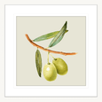 Olive Grove 03