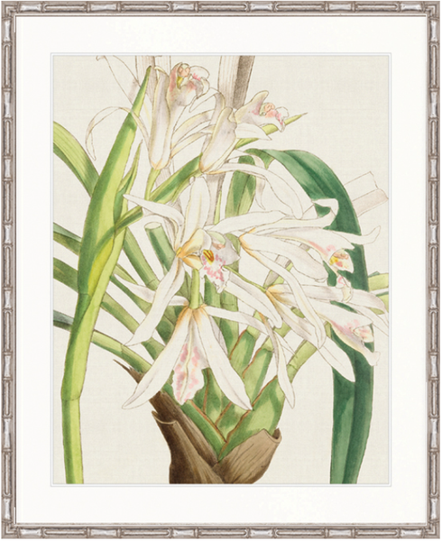 Orchid Beauty III