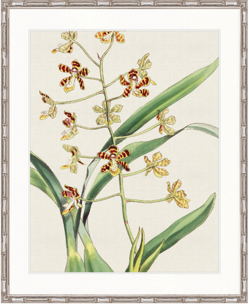 Orchid Beauty II