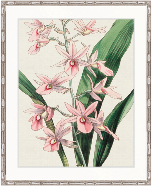 Orchid Beauty I