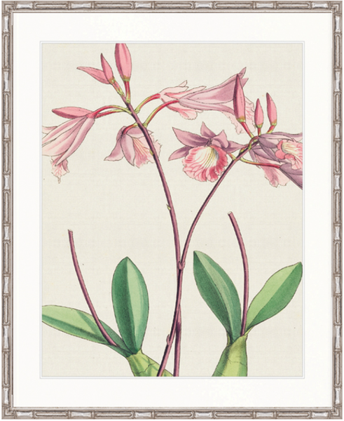 Orchid Beauty V