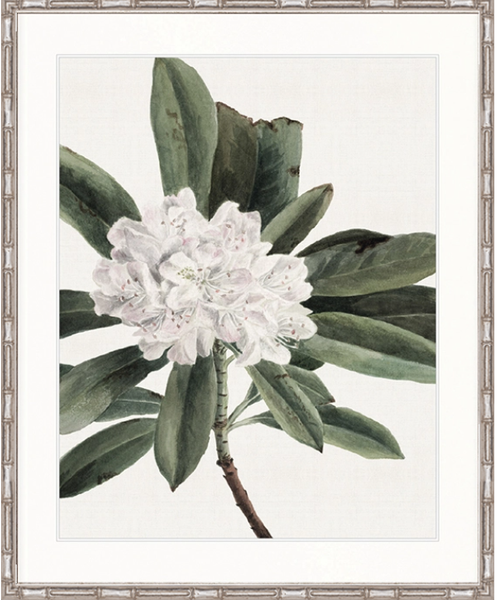 Phillipson Floral XII