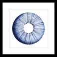 Urchin Shell Print #01