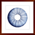 Urchin Shell Print #01