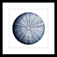 Urchin Shell Print #02