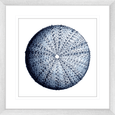 Urchin Shell Print #02