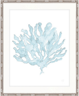 Soft Caribbean Coral XI