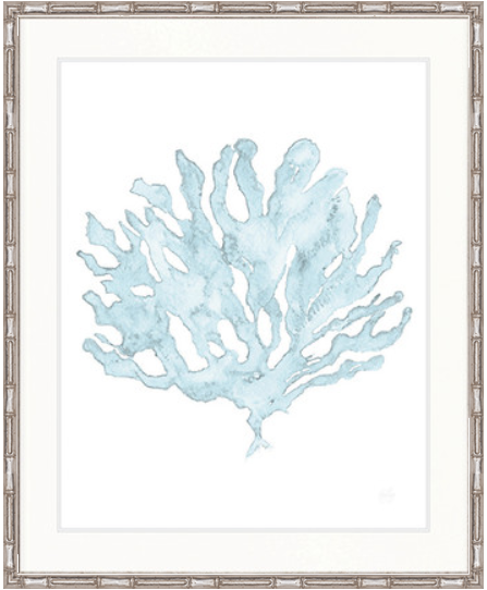Soft Caribbean Coral XI