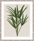 Tropical Evergreen III