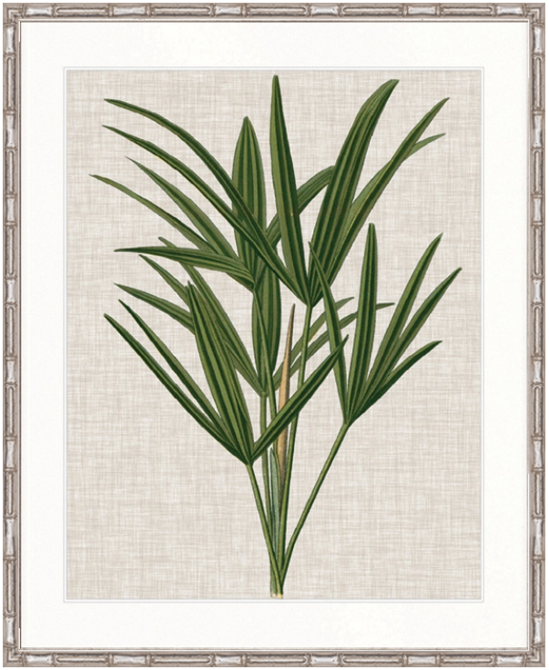 Tropical Evergreen III