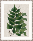 Tropical Evergreen II