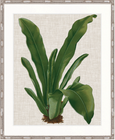 Tropical Evergreen IV