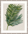 Tropical Evergreen I