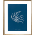 Whitehaven 01 Print