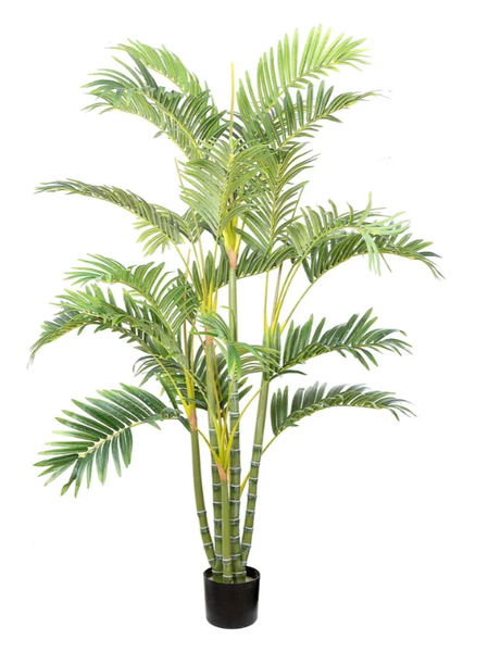 Areca Palm 1.5 Meter
