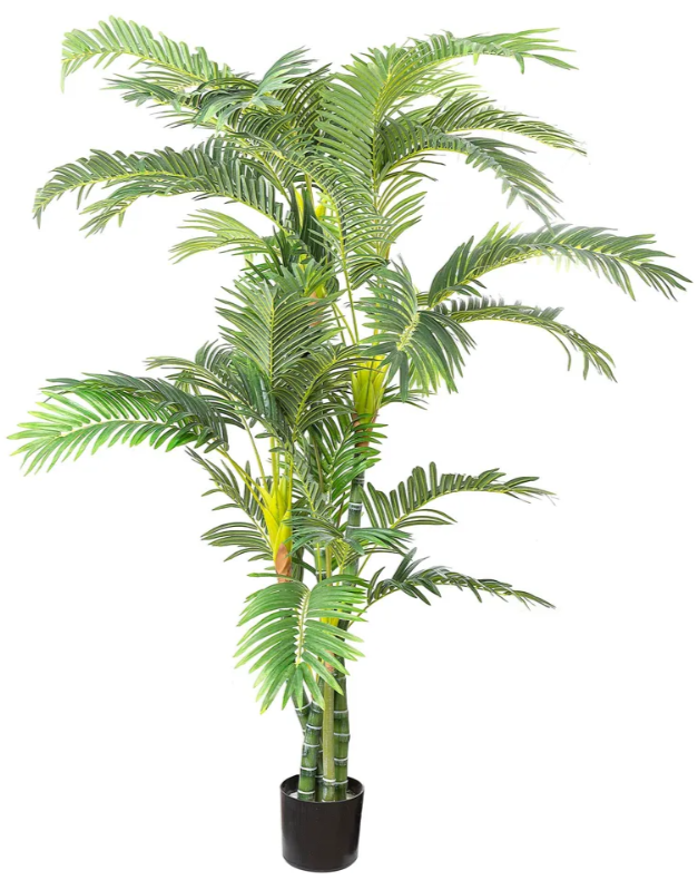 Parlour Palm 1.8 Meter