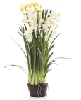 Cymbidium Giant Paper Pot 110cm White