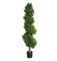 Boxwood Spiral 1.9 Meter