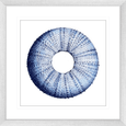 Urchin Shell Print #01