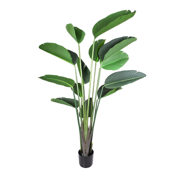 Bird Of Paradise Tree 180cm
