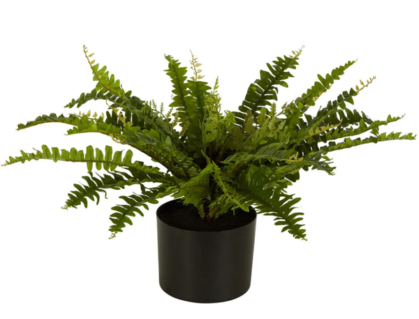 Boston Fern in Black Pot Small