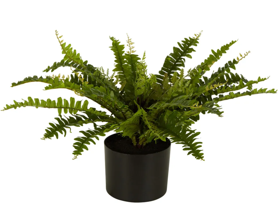 Boston Fern in Black Pot Small