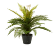 Boston Fern in Pot 55cm