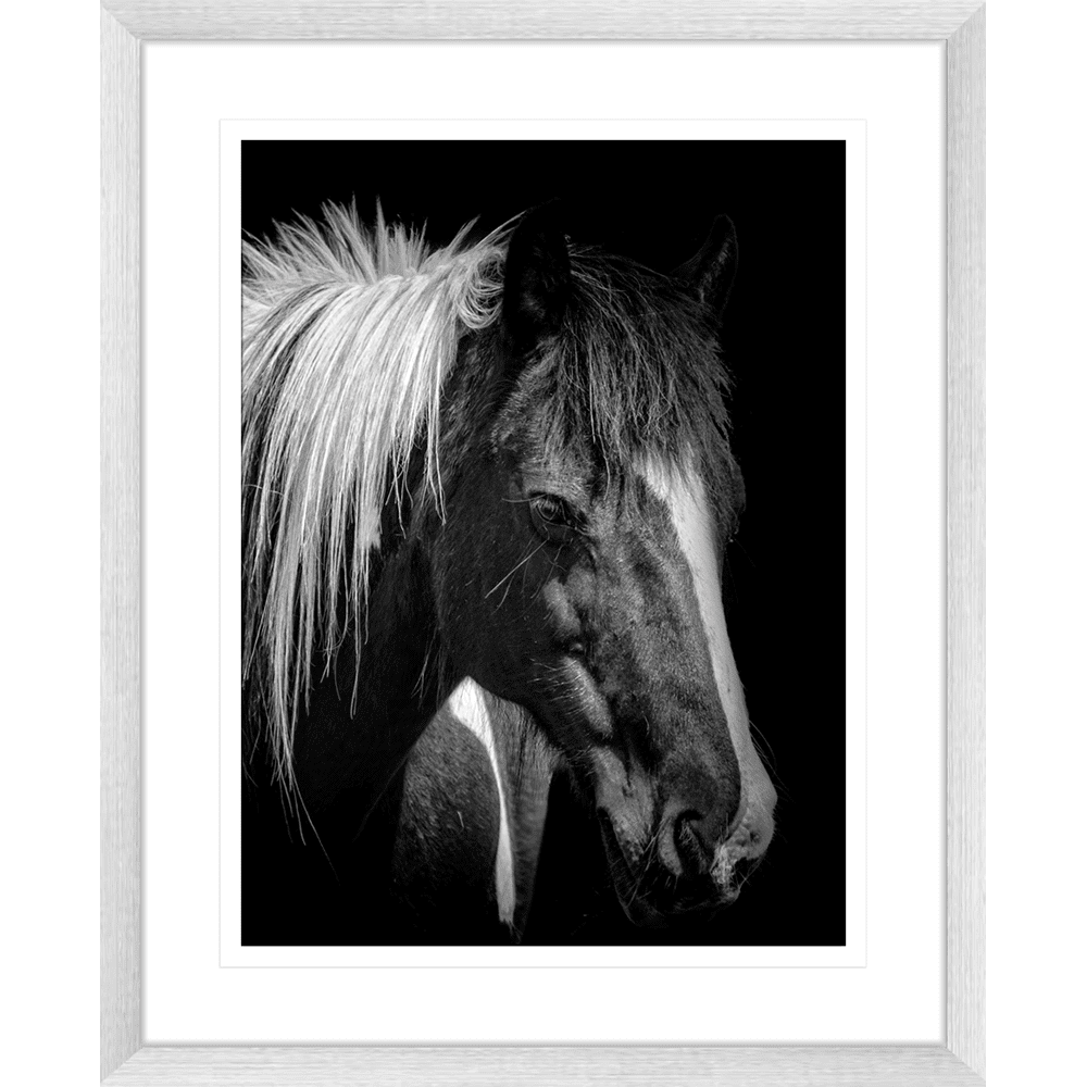 Austin Horses #07