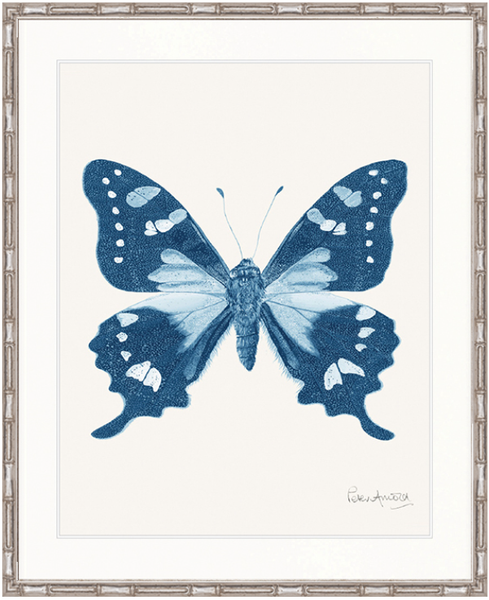 Fanciful Butterfly V