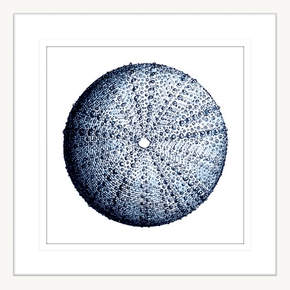 Urchin Shell Print #02