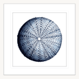 Urchin Shell Print #02