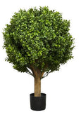 Boxwood Ball Tree 65cm