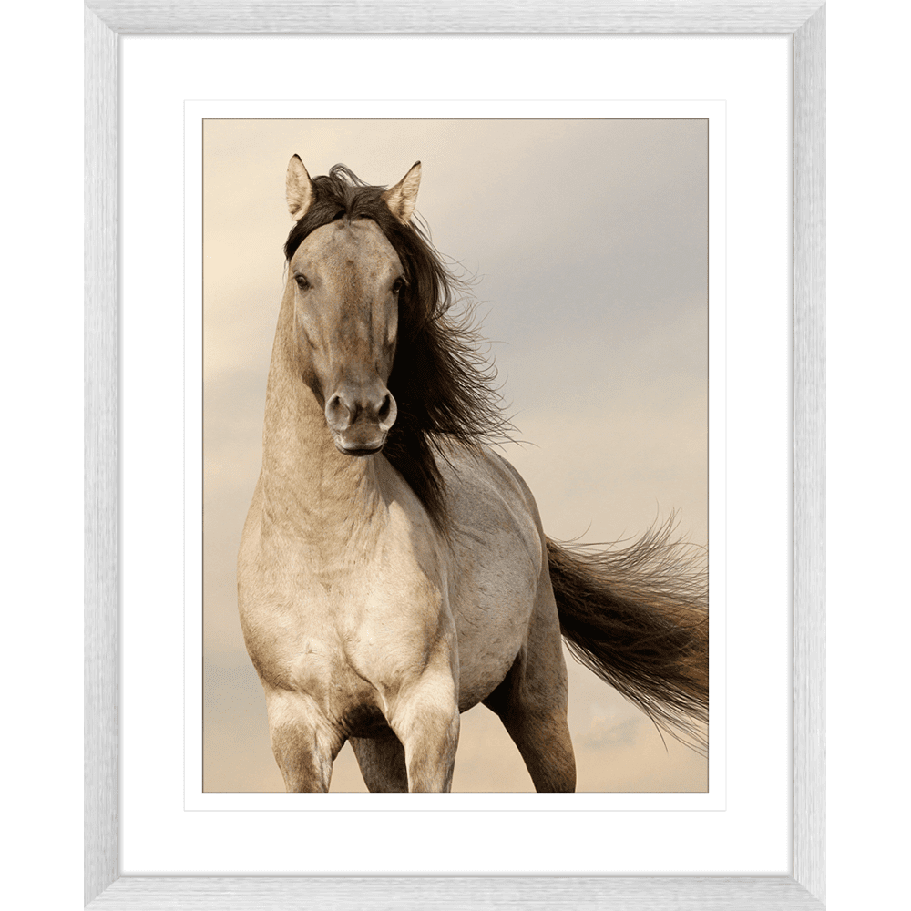 Austin Horses #09